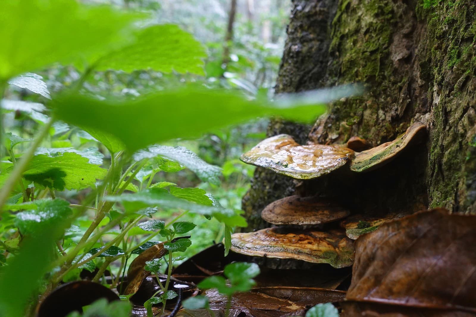 Čínska medicína využíva liečivé schopnosti reishi, po našom lesklokôrovky, už vyše 4-tisíc rokov.