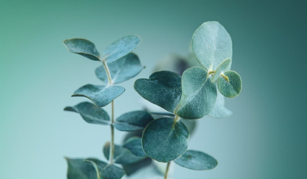 Najobľúbenejším príchutiam v pastách