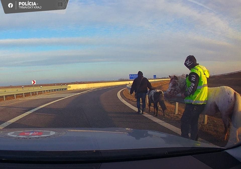 Diaľničných policajtov zaskočilo na