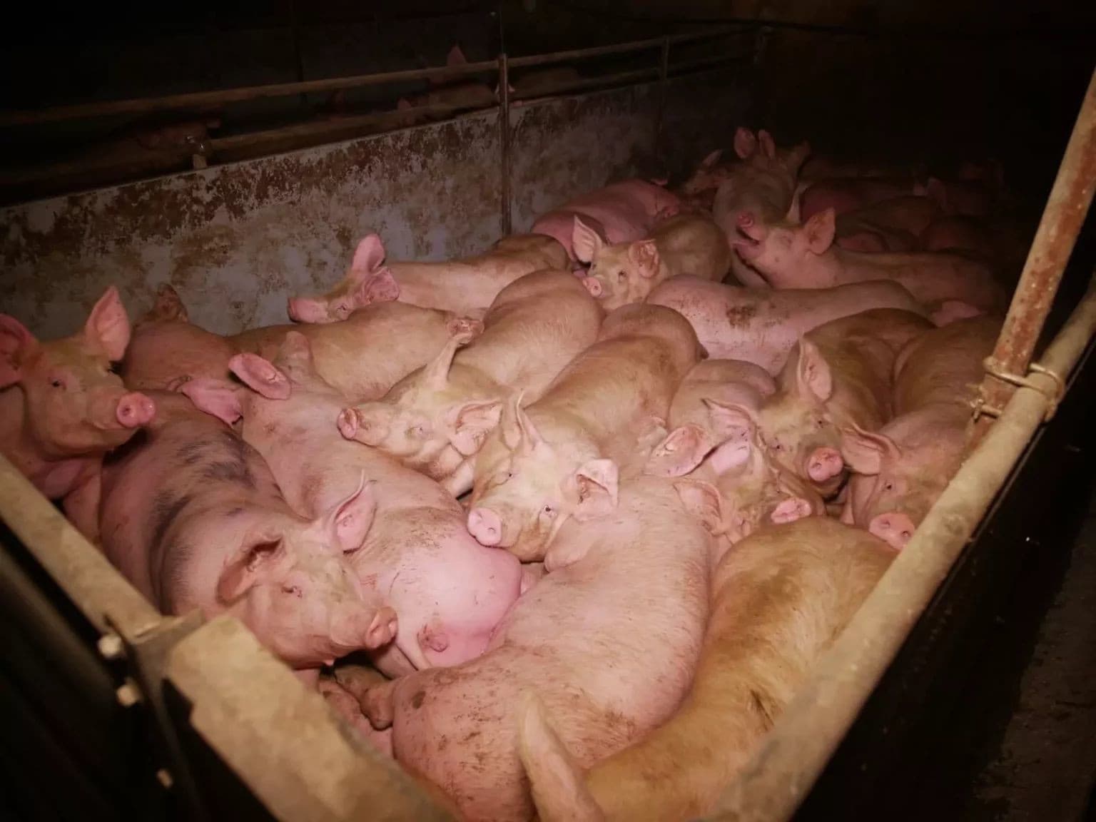 Škandál v Rakúsku: Prasatá