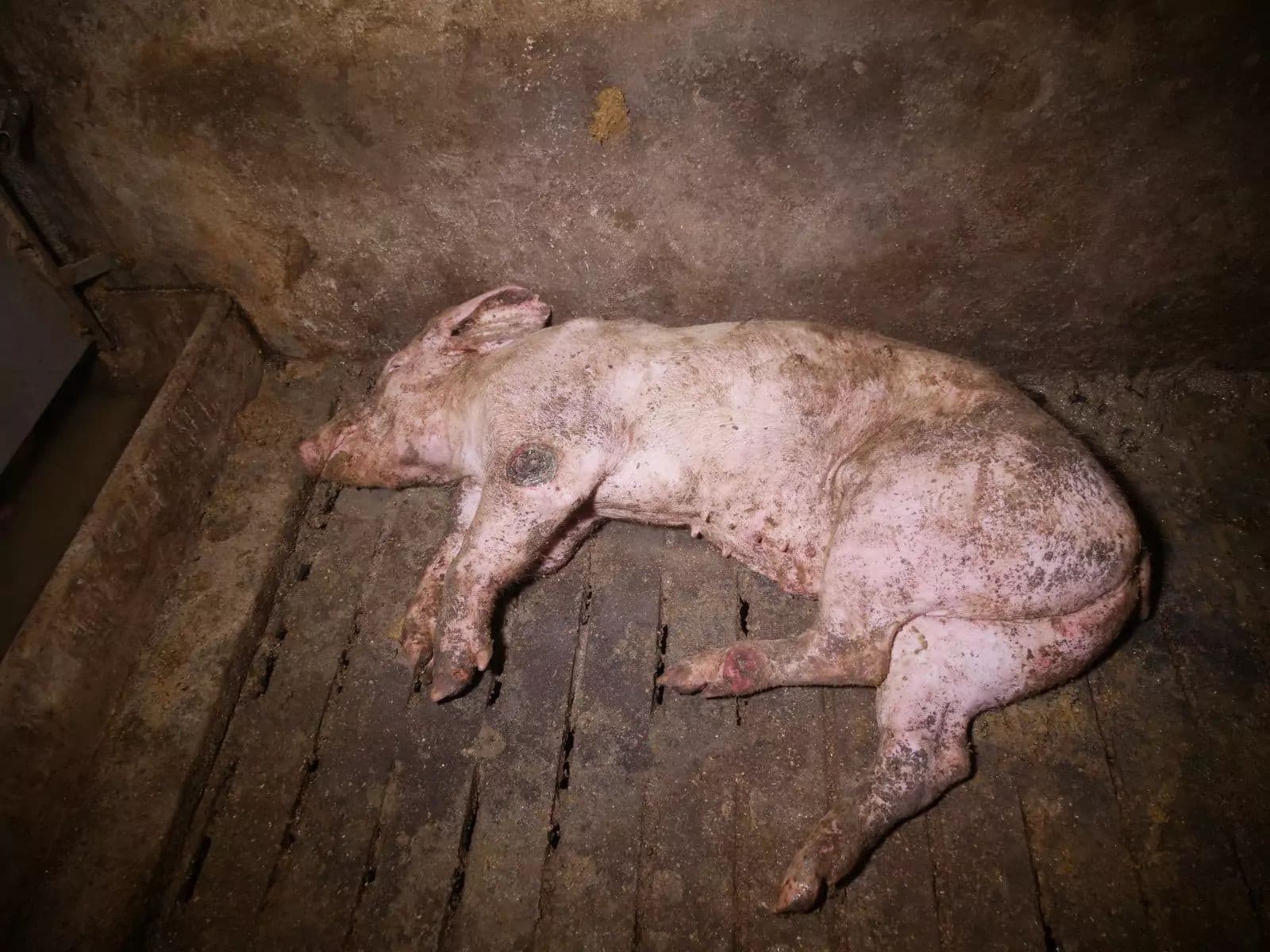 Škandál v Rakúsku: Prasatá