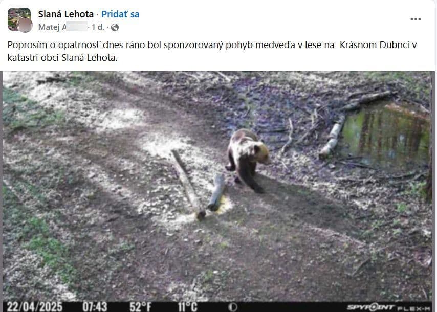 V meste USMRTILI medveďa!
