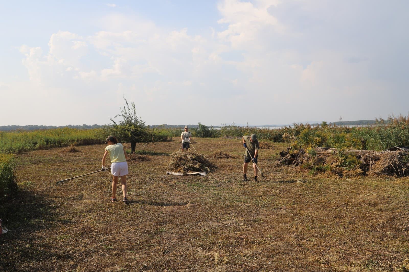 Do čistenia ostrova od inváznych drevín a rastlín sa každý rok v lete zapájajú desiatky dobrovoľníkov
