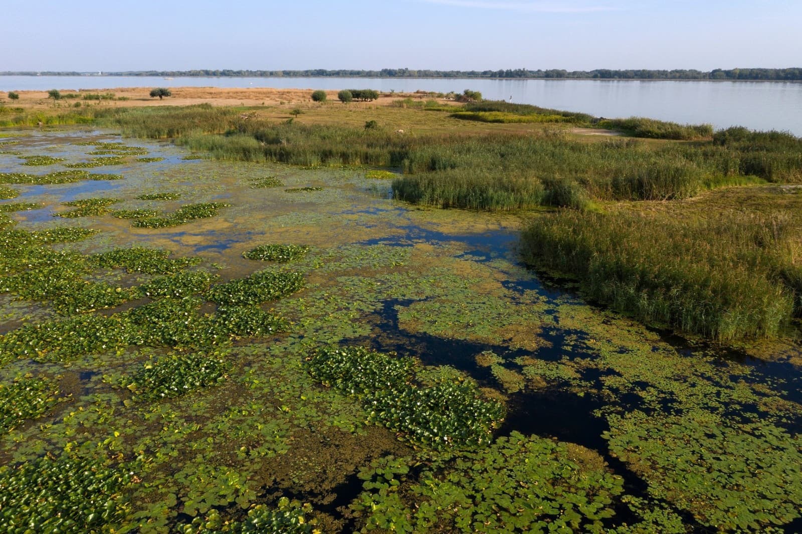Vtáčí ostrov pri Šamoríne je posledným útočiskom pre čajkovité vtáky na Dunaji