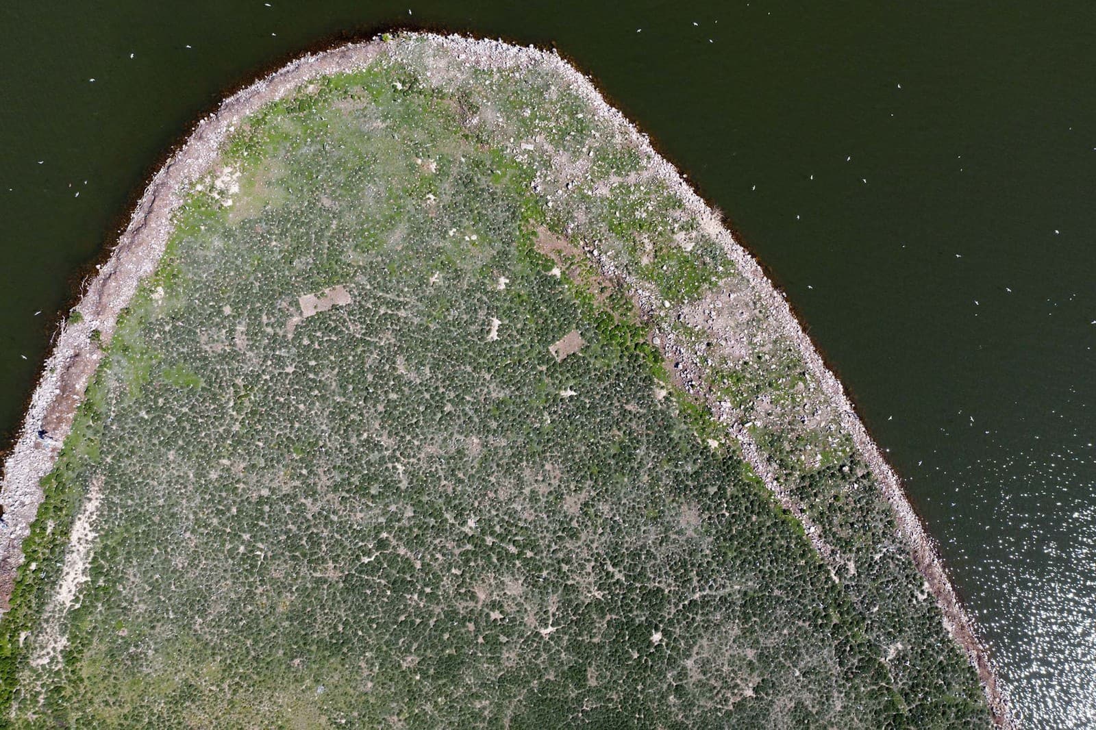 Hniezdenie čajok na Vtáčom ostrove z vtáčej perspektívy