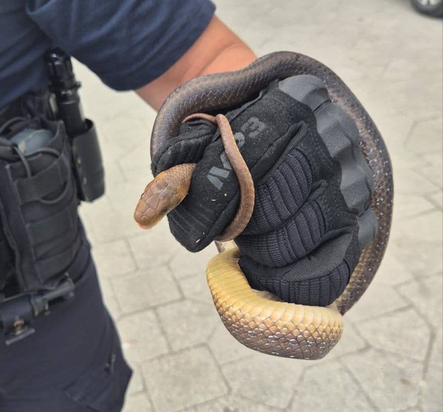 Cestujúci chytali infarktové stavy: