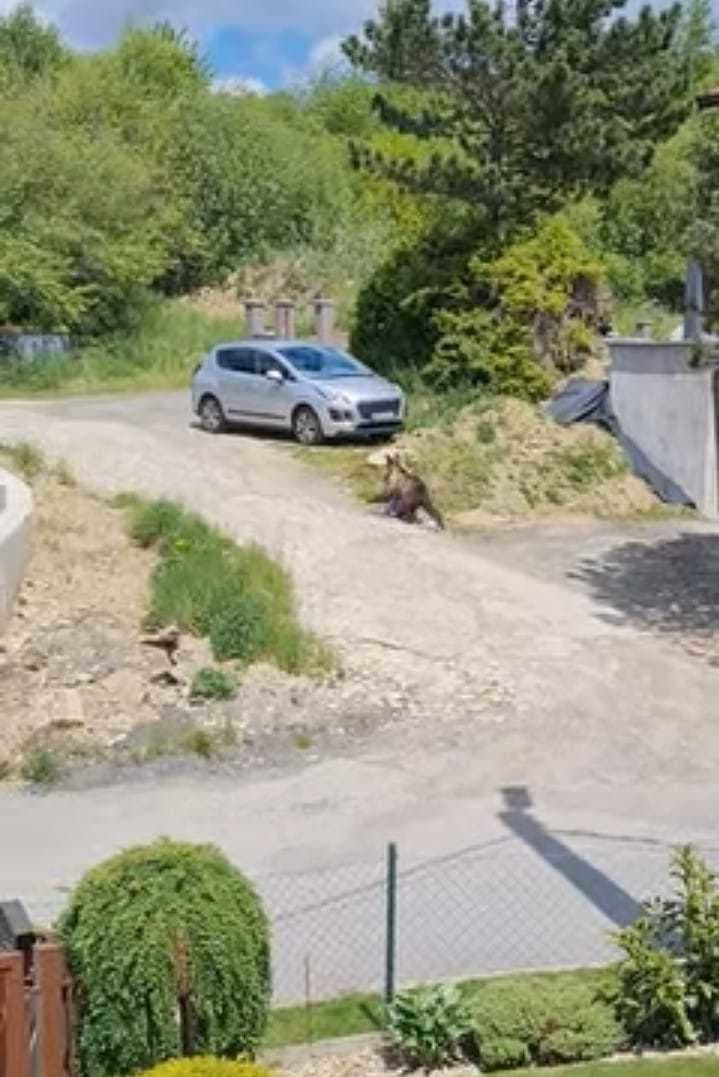 AKTUÁLNE Medveďa zachytili priamo