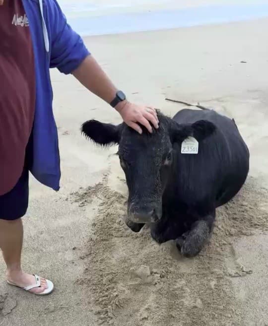 Krava, ktorá preplávala povodeň