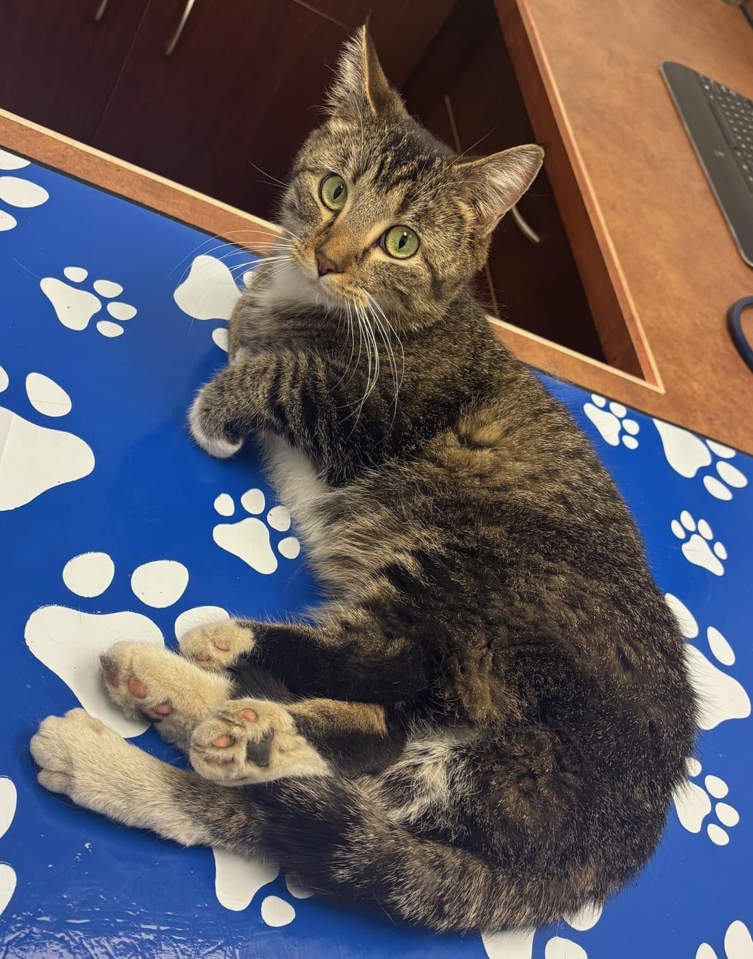 šesťnohá mačka Bitsy