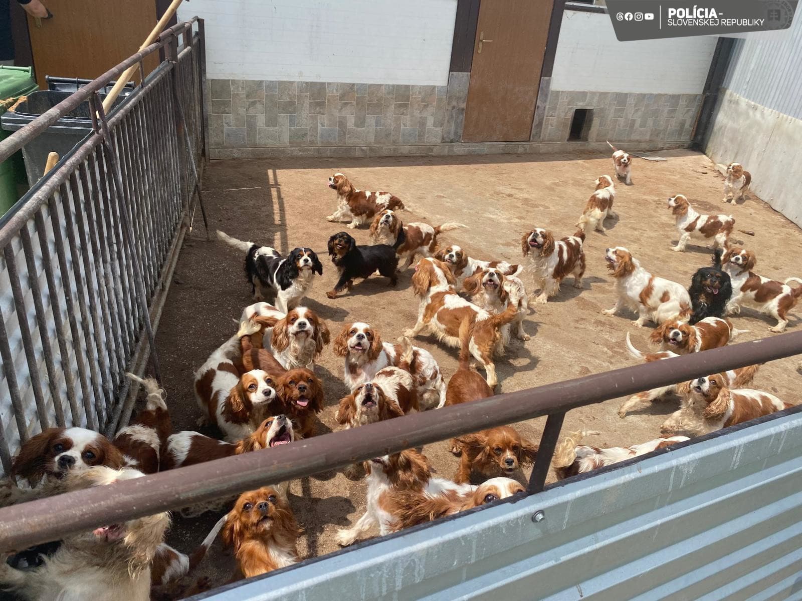 Enviropolícia odhalila najväčší nelegálny chov psov v histórii Slovenska