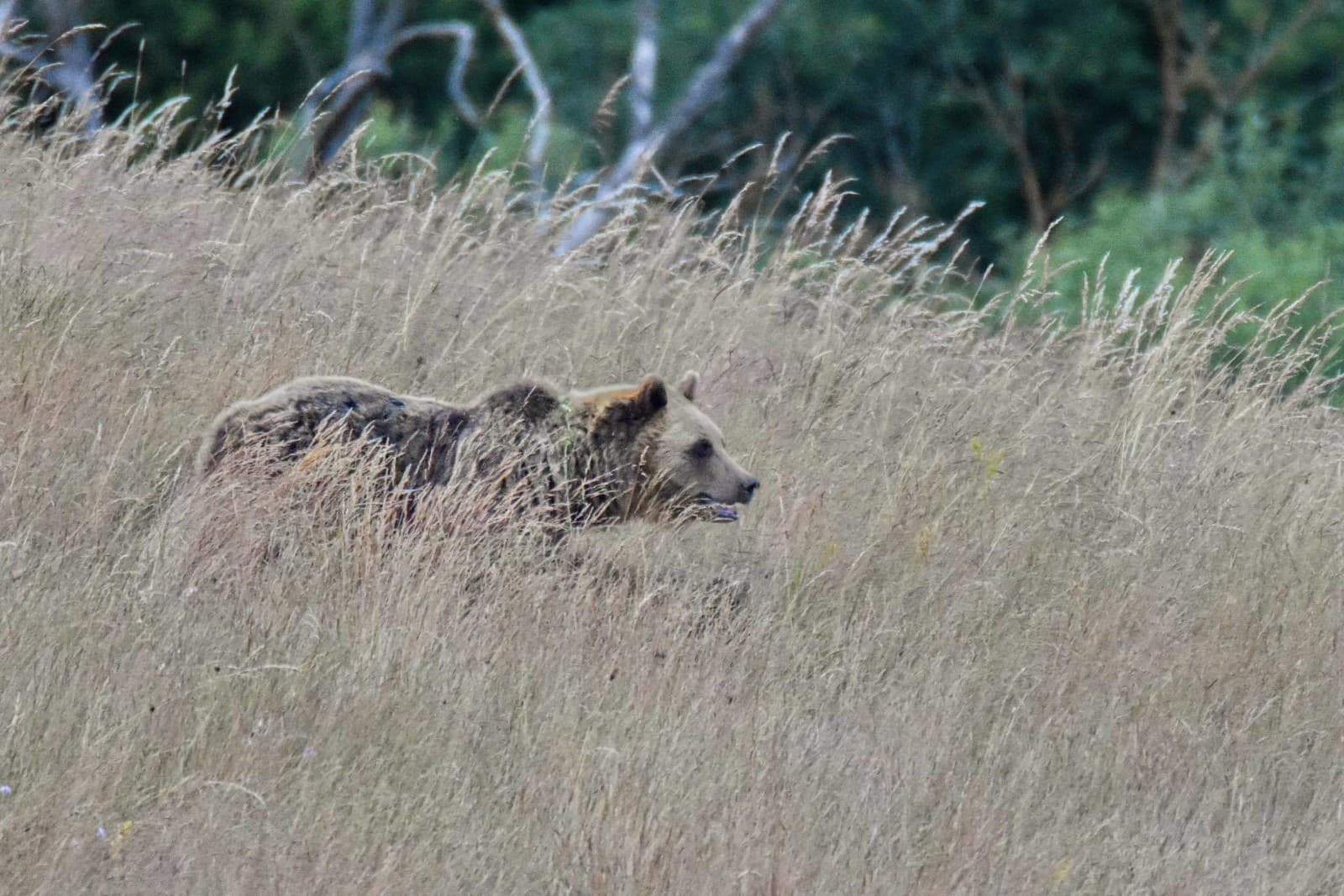 VIDEO Medveď pobehuje priamo