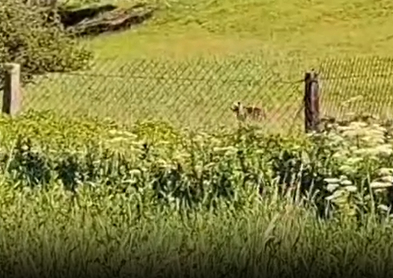 VIDEO Medveď pobehuje priamo