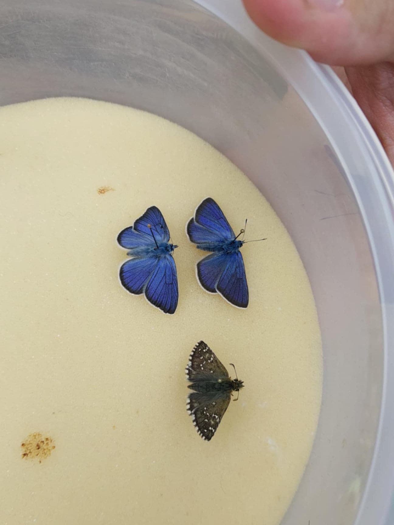 Čech v TANAP-e prekročil