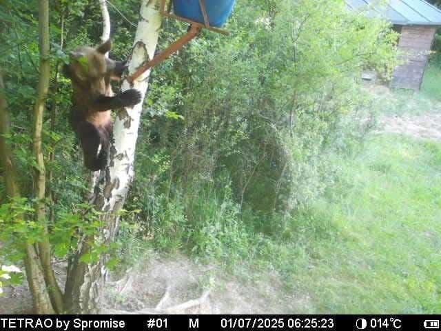 VAROVANIE Medvede videli blízko