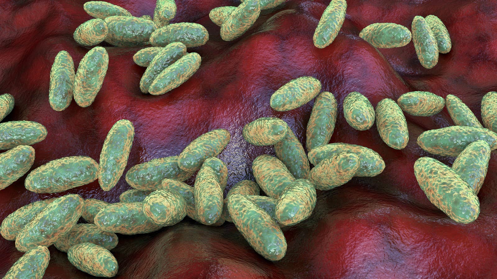 Baktérie Yersinia pestis