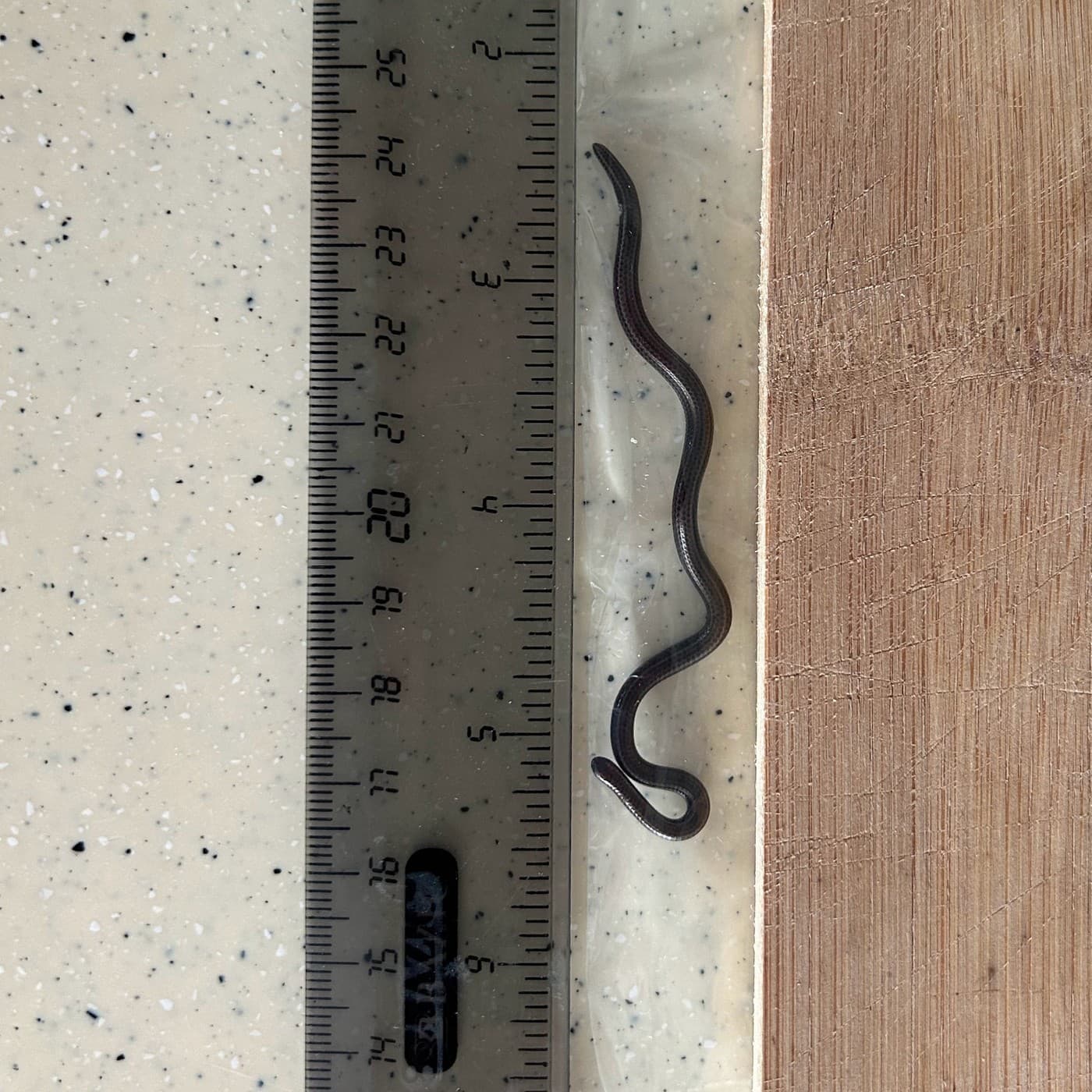 Vedci boli presvedčení, že najmenší had na svete už vyhynul