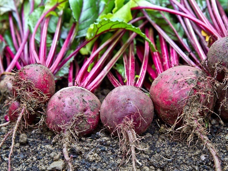 Repa je považovaná za super potravinu