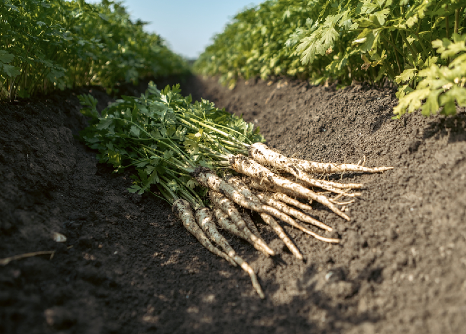 Petržlen je výborným zdrojom vitamínu C