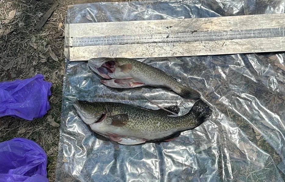Dve ryby druhu Murray cod boli menšie než zákonom povolená veľkosť