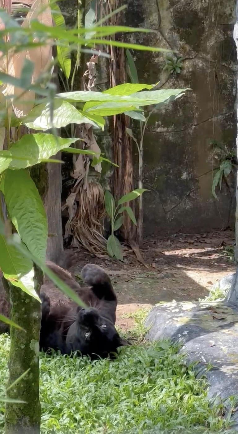 Extrémne vypasený čierny panter Apoh