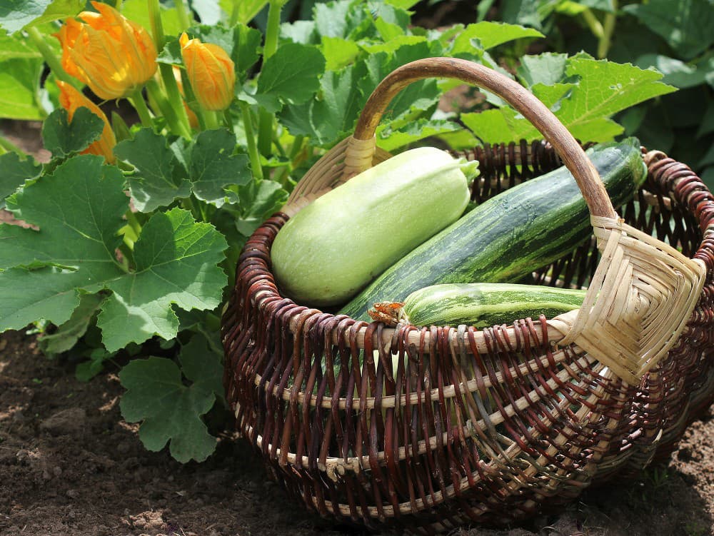 Máte ho v chladničke