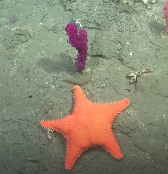 Ľudí zaujala a zároveň rozosmiala zvláštne vyzerajúca morská hviezdica