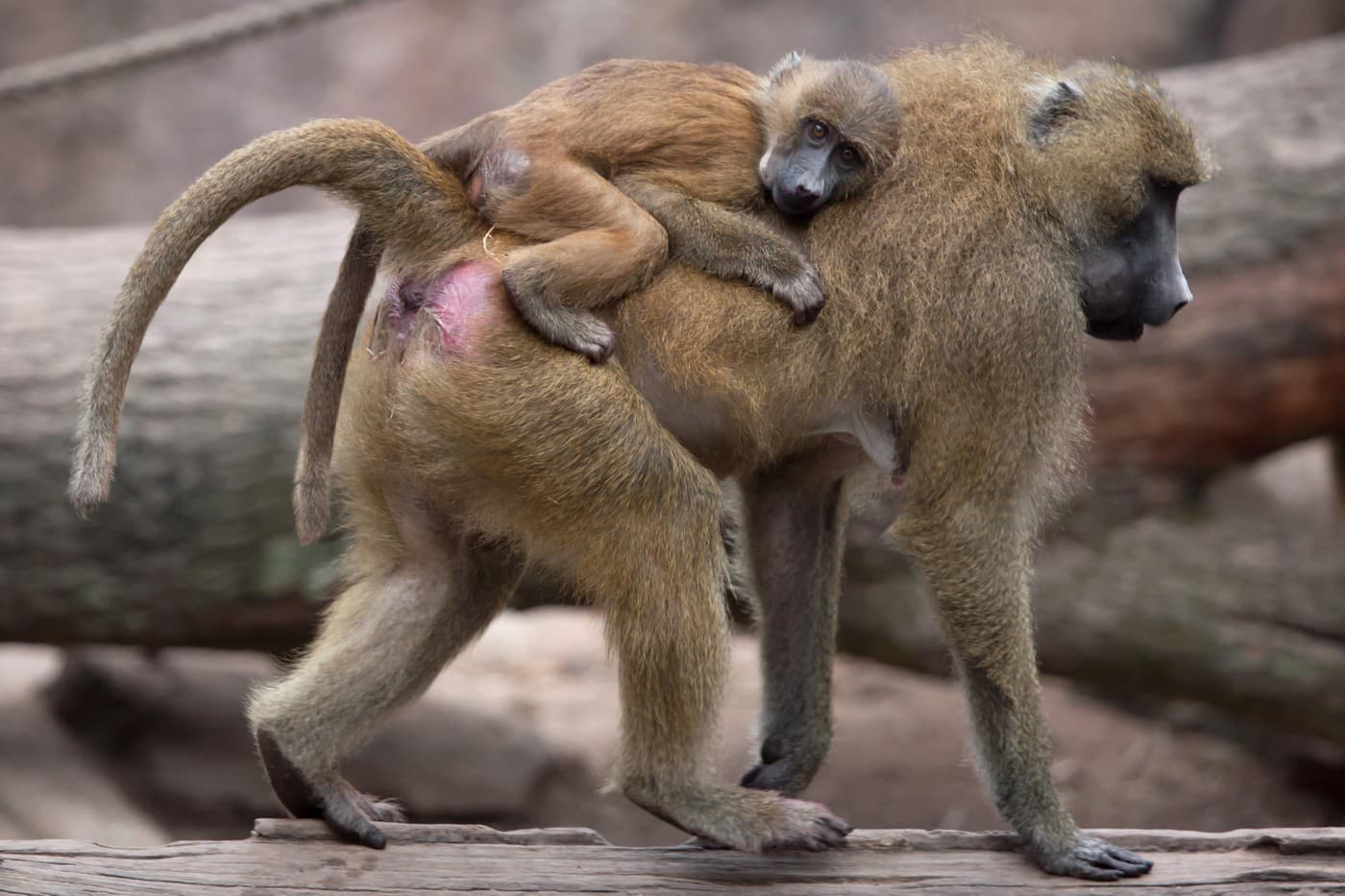 Paviáni v norimberskej ZOO, výbeh mal byť údajne preplnený