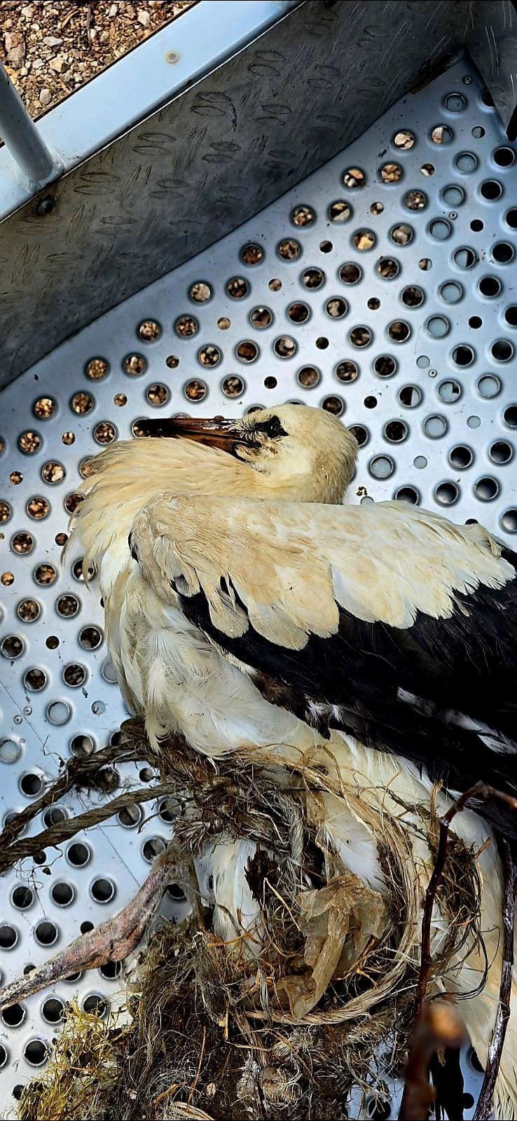 Hasiči pomohli zachrániť bociana v Piešťanoch