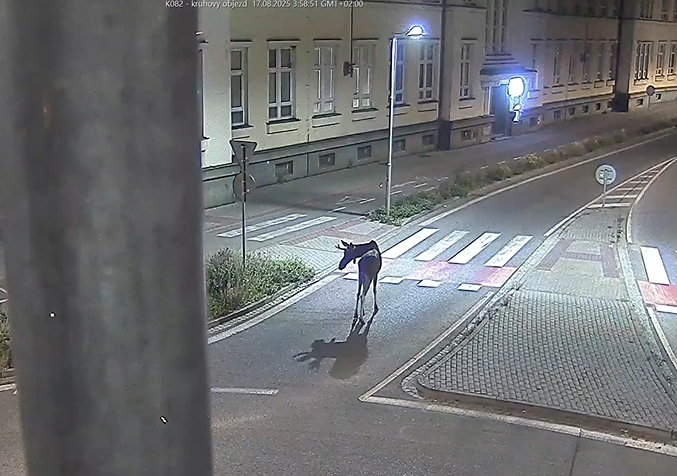 Slávneho losa Emila museli