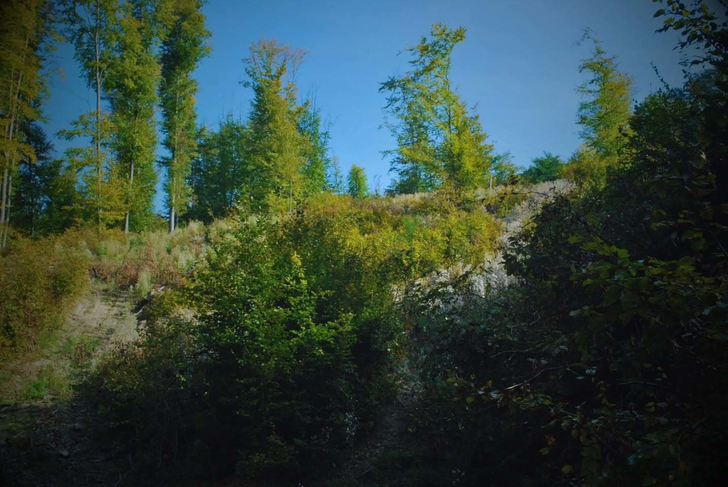 Muž nelegálne vyrúbal takmer 400 stromov