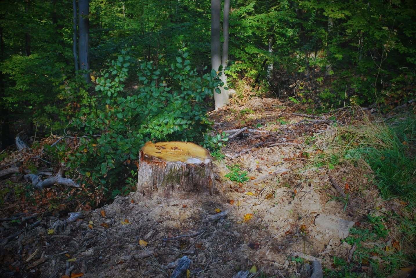 Muž nelegálne vyrúbal takmer 400 stromov