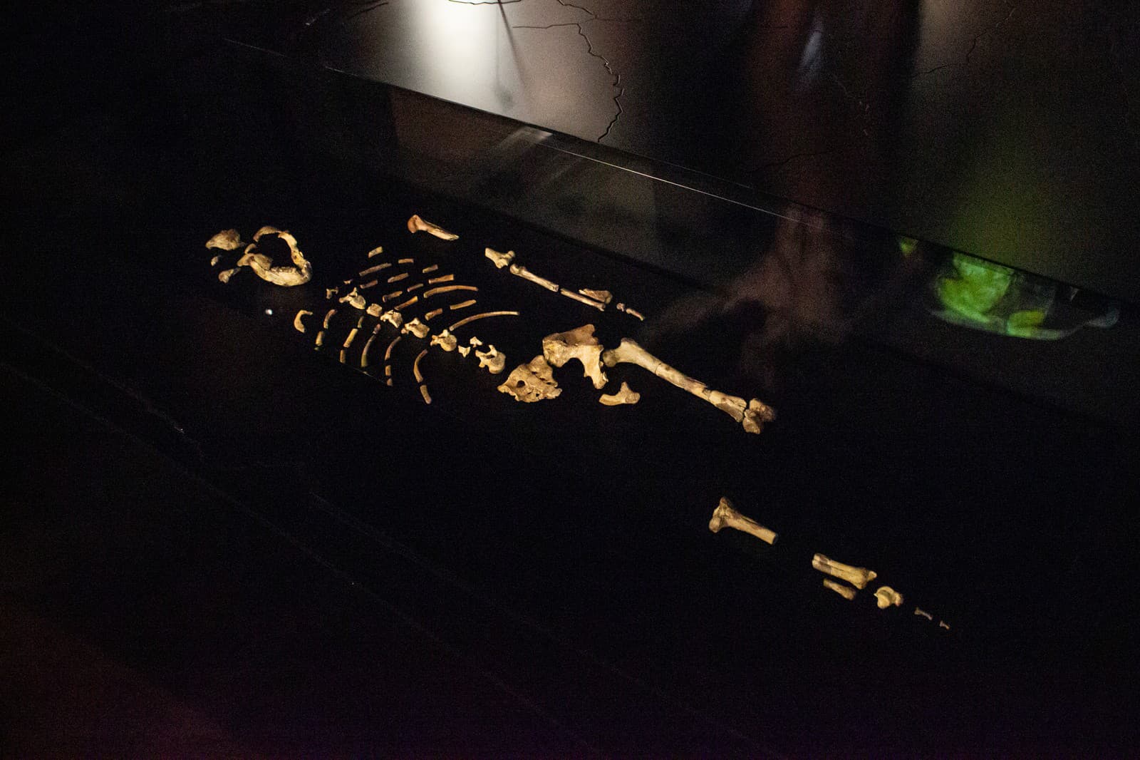 Fosília predchodcu človeka Lucy je už vystavená pre verejnosť v Prahe