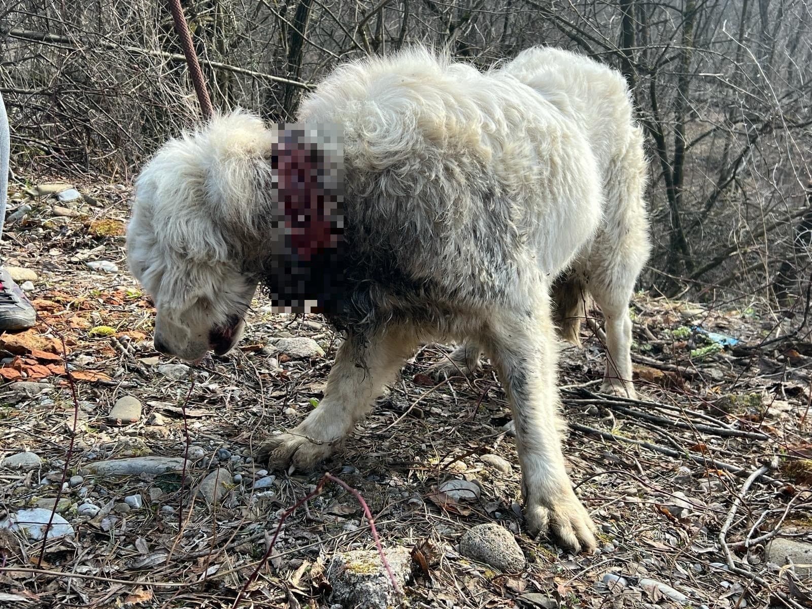 Utýraného psa vyhodil majiteľ