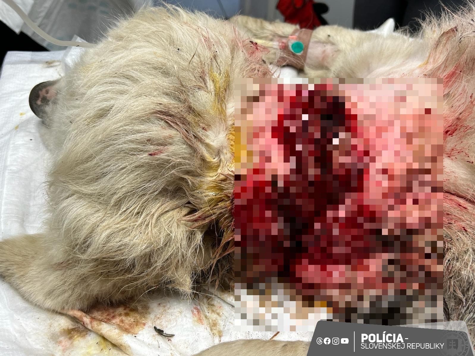 Utýraného psa vyhodil majiteľ