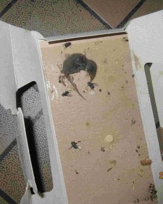 Mŕtve hlodavce, pleseň aj