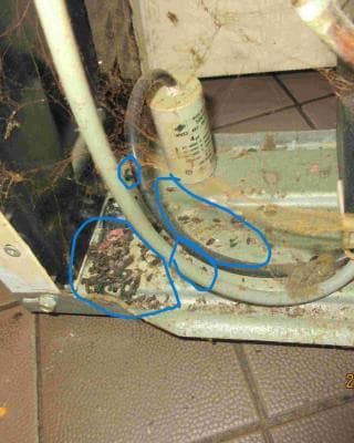 Mŕtve hlodavce, pleseň aj