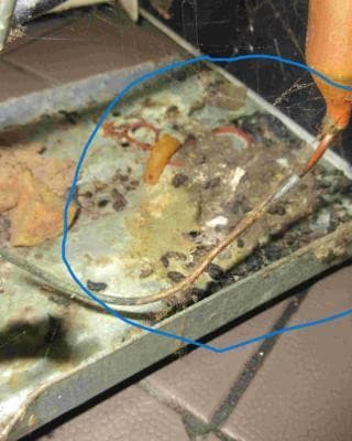 Mŕtve hlodavce, pleseň aj