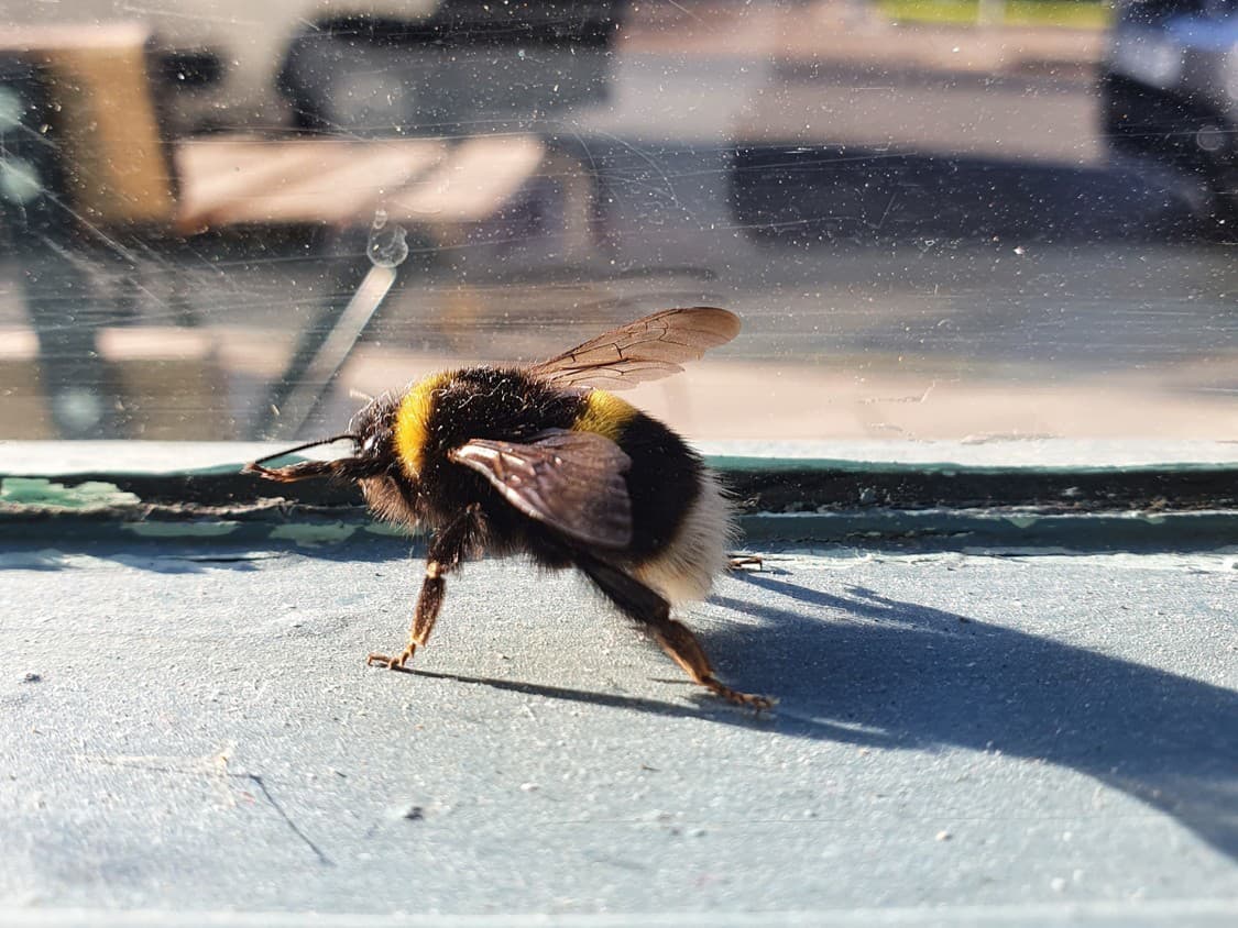 Čmeliak pripravil šoférku (50)