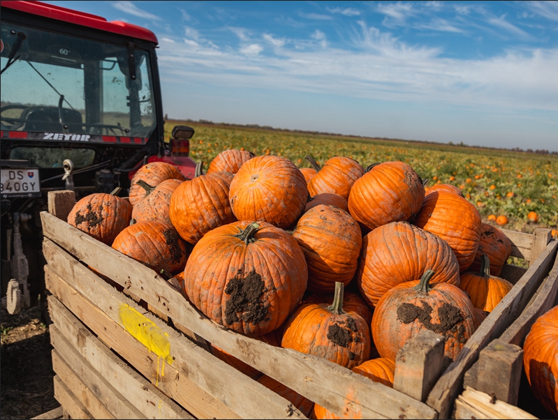Hokkaido tekvica patrí k najobľúbenejším u nás i vo svete