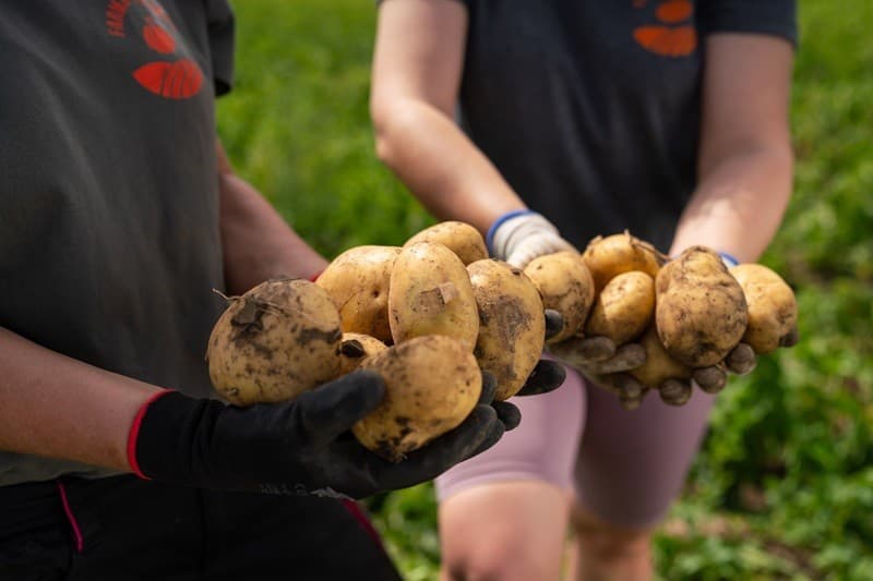 Zemiaky z Malého Cetína sú na Farme Tekvička pestované s láskou