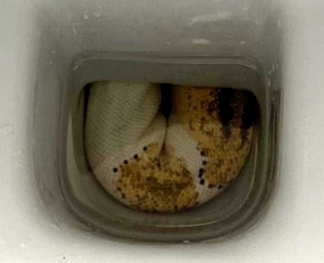 Desivé prekvapenie pri návšteve