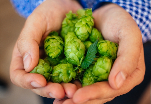 Budvar stavia na tradícii