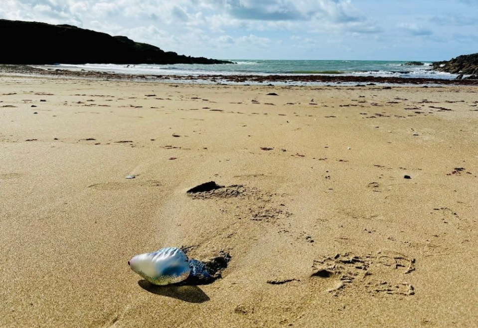 Britskí odborníci na nohách: