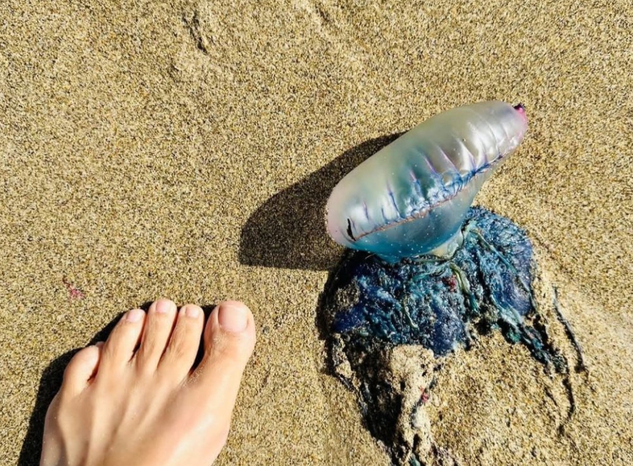 Britskí odborníci na nohách: