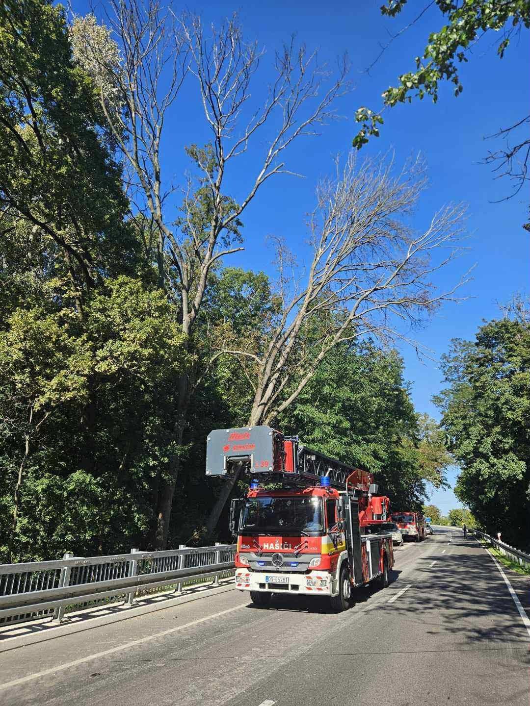 Odstraňovanie spadnutého stromu