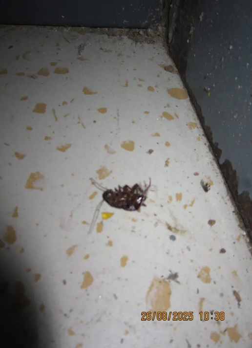 Zistený výskyt hmyzu, šváb v priestoroch skladu - odhalila RVPS Michalovce