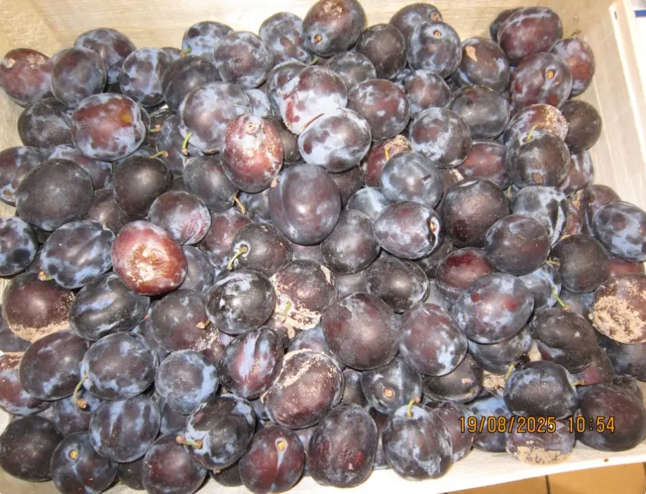 Predaj hnilých sliviek nevhodných na ľudskú spotrebu - odhalila RVPS Michalovce