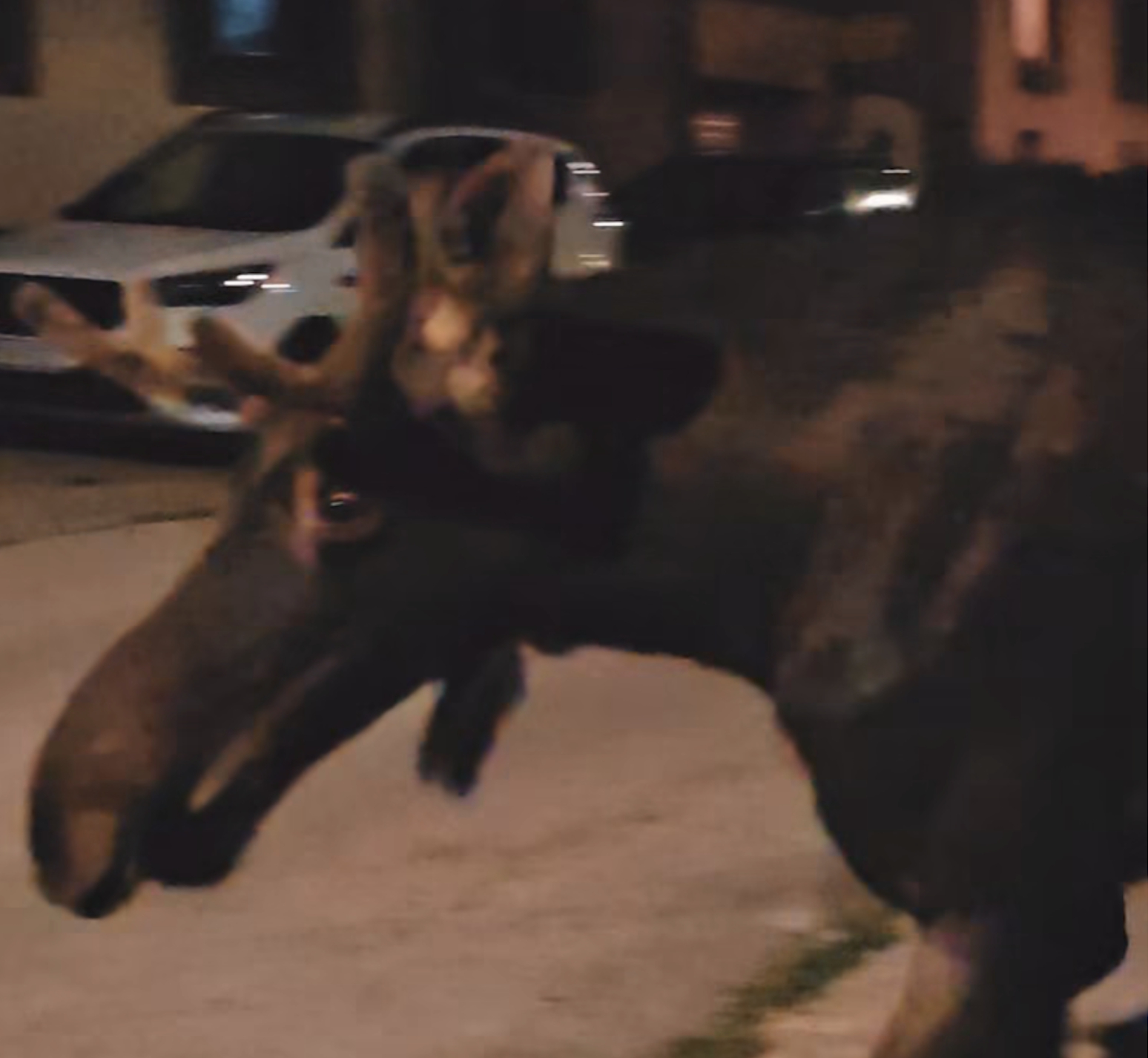 Neuverteľná cesta losa Emila: