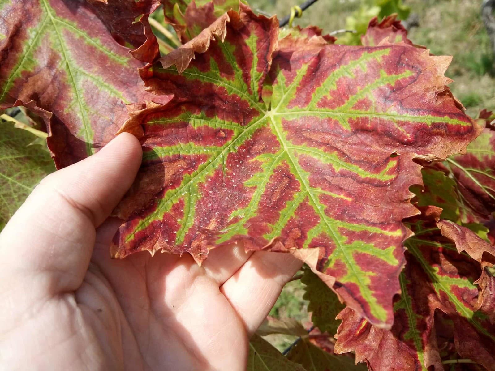 Žltačka viničov útočí v