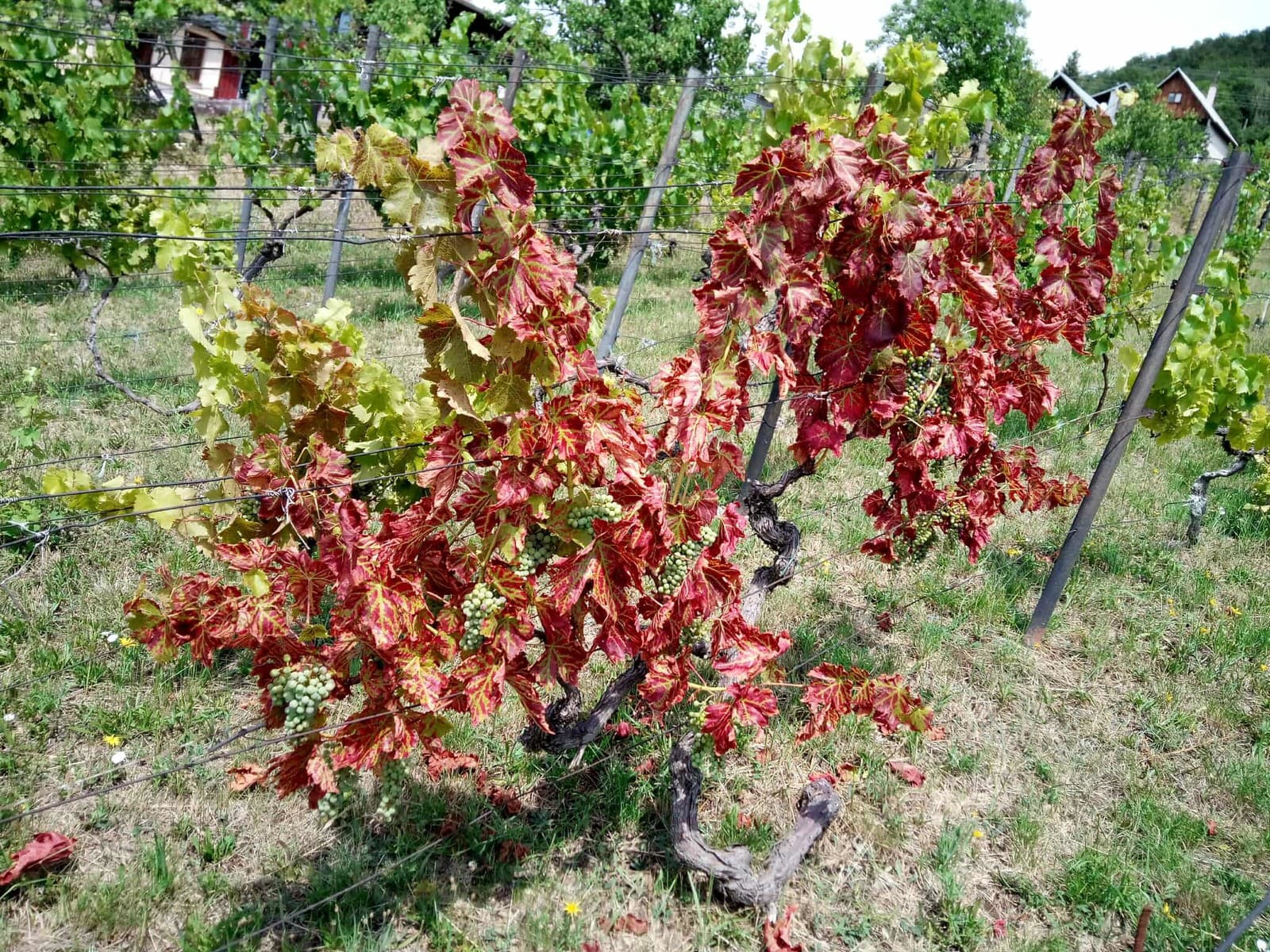 Žltačka viničov útočí v